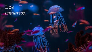 Los CNIDARIOS ¿Qué son ¿Cuáles son sus características  EduCaixa [upl. by Enelyahs137]