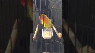 Suara Terapi ngetrik agar lovebird ngekek panjang paling ampuh [upl. by Lamonica229]