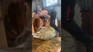 New Zealand Sheep Shearing [upl. by Emeline]