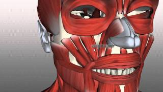 Muscles of Facial Expression  Anatomy Tutorial PART 2 [upl. by Llenyl1]