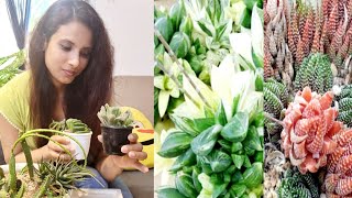 How to Care Haworthia Plants  Tips for Growing Haworthia Succulent Plants [upl. by Phippen381]