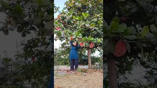 Almond Tree foryou subscribe food villagelife villagevlog [upl. by Cl]