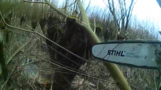 Groenvoorziening Wilgen Knotten Met Kettingzaag Camera aan Kettingzaag [upl. by Roderica]