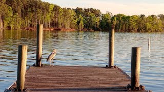 Dreher Island is dreamy An evening on Lake Murray [upl. by Merlina]