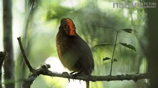 Macgregors bowerbird singing in rainforest Papua New Guinea [upl. by Otti]