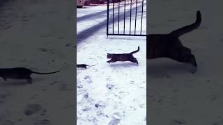 cat lovely funny video 😻😺🐈🐕shorts [upl. by Nylegna]