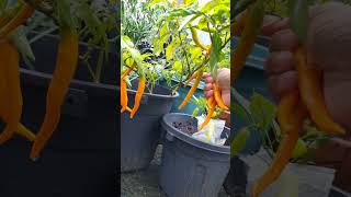 Pepper growing in container gardening garden fruit viralvideo viralshorts viralreels [upl. by Taft839]