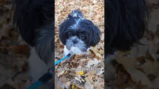 To właśnie ta pora roku😁darkimypuppy shihtzu funnydogvideos doglover shitzu dariadarki [upl. by Lihkin873]