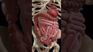 How To Human Organ And Digestive System Works3D Animation [upl. by Elamef]