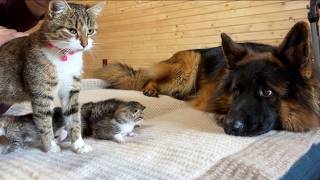 The First Thing Newborn Kittens See Is a Gentle German Shepherd [upl. by Ona133]