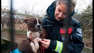 Emaciated Dog Rescued from a Puppy Mill [upl. by Eniamrehs712]