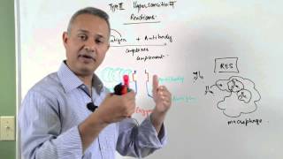 Immunology lecture 15  Type III Hypersensitivity Reactions 26 [upl. by Iarahs]