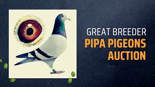 Youngester From The Best Racing Pigeon Breeder With Great Performance Pigeons For Sale In Pipa [upl. by Scheld]