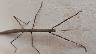 Walking Stick insect Phasmida [upl. by Mitzl]