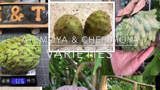 Atemoya amp Cherimoya varieties [upl. by Anbul]