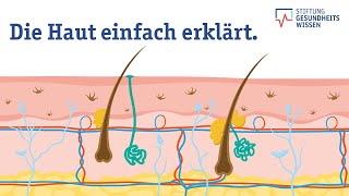 Wie funktioniert die Haut Aufbau des größten Organs  Wissen ist gesund [upl. by Combe]