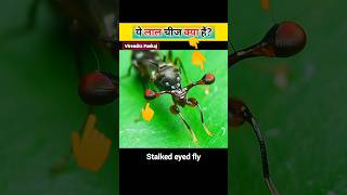 👀 Revealing The Secret Of This Fly ॥ Stalked Eyed Fly ॥ Virendra Pankaj amazing facts shorts [upl. by Ailido]