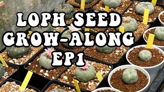 How to grow Lophophora williamsii  Peyote from seed Episode 1 A series on growing Lophophora [upl. by Kciredorb655]