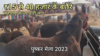 पुष्कर मेले में आए 15 से 40 हजार तक के मारवाड़ी काठियावाड़ी सिंधी बछैरे  pushkar pashu mela 2023 [upl. by Esojnauj]