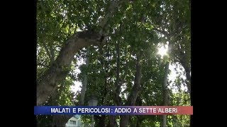 Vecchi e malati addio a sette alberi sul lungolago di Lecco [upl. by Pavlov]