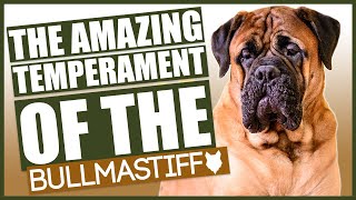 Amazing TEMPERAMENT Of The BULLMASTIFF [upl. by Airretal536]