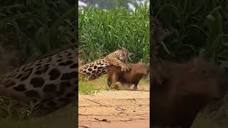 Into the Wild The Fierce Struggle Between Jaguar and Capybara [upl. by Aramit666]