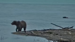 23 Sep 2024 Dawn bears at river mouth exploreorg [upl. by Ahsimed]