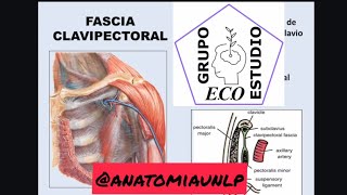 aponeurosis clavipectoral [upl. by Cheria]