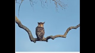 The Devil Bird of Sri Lanka  screaming [upl. by Mingche60]