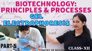 GEL ELECTROPHORESIS TECHNIQUE PART5BIOTECHNOLOGY NEET 2025NCERT BIOLOGYDNA SEPARATIONHTET [upl. by Ellennaj932]