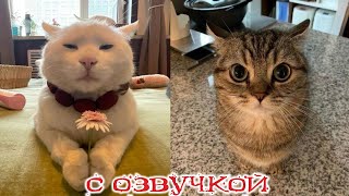 Приколы с котами С ОЗВУЧКОЙ Смешные коты и собаки  САМЫЕ СМЕШНЫЕ ЖИВОТНЫЕ [upl. by Kristian]