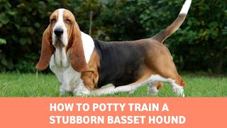 How To Potty Train a Stubborn Basset Hound  Easy Basset Hound Training Tips [upl. by Rufford]