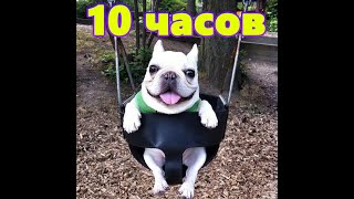 собака на качелях 10 часов [upl. by Aicenaj]