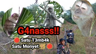 🔴Pest Control🔴 Mengurangi Hama monyet Ekor Panjang Di Perkebunan Kelapa Sawit [upl. by Talyah]