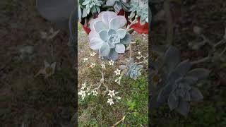 GRAPTOPETALUM PARAGUAYENSE en plena FLORACIÓN 😲😍 shorts suculentas flores graptopetalum [upl. by Rieth]