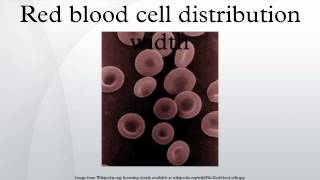 Red blood cell distribution width [upl. by Atikihs]