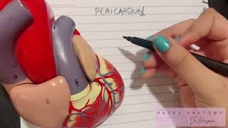 Intro to Pericardium amp Sinuses  Fibrous amp Serous Layers  Pericardial Effusion  EASY TO LEARN [upl. by Edna]