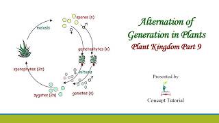 Alternation Of Generation In Plants Haplontic Diplontic Haplodiplontic Life Cycle Biology Class 11 [upl. by Yerok846]