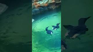 Exploring Penguin at Biodome Montreal QC Canada walking tour [upl. by Eekram]