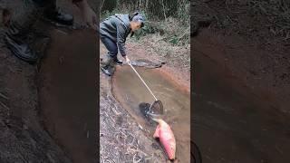 Masheer fishing canal fishing fall bass fishing october fishing [upl. by Gregg269]