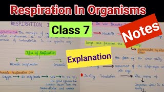 Respiration in organisms  Respiration in organisms class7  Respiration in organisms class 7 notes [upl. by Tish467]