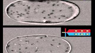 Rails and anchors guiding and trapping droplet microreactors in two dimensions [upl. by Tommie]