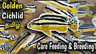 Golde Mbuna Cichlid  Auratus Cichlid   CareFeeding amp Breeding  Aquarium fish  Tamil [upl. by Karrie]