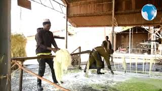 How sisal products are processed for export at Lomolo factory in Rongai Nakuru County [upl. by Soirtimid896]