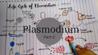 life cycle of plasmodiumMalaria parasite overview of the life cycle of plasmodium [upl. by Freddi602]