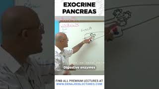 Exocrine pancreas drnajeeb drnajeeblectures pancreas [upl. by Janean]