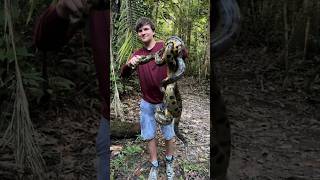 Looking for the 20 footer rainforestcrazysnakenaturewildlifeanimalsyoutubeshortsviralvideo [upl. by Fawne]