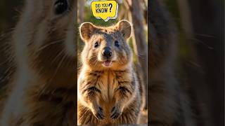 All About Quokkas Cutest Animals on Earth2024 shorts trending facts [upl. by Esilrac]