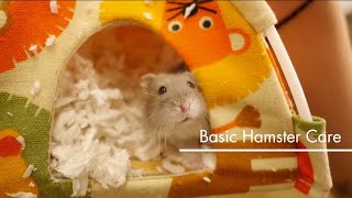 Basic Pet Care Hamsters [upl. by Annovahs76]