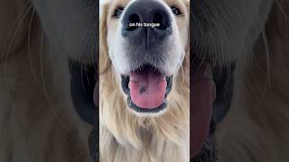 What’s that spot on Oatmeal’s tongue GoldenRetriever DogFacts [upl. by Mott]